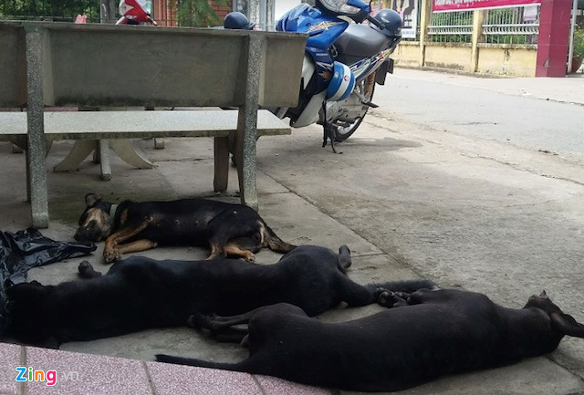 Tin tức - Đi tiêu thụ 3 con chó, 'cẩu tặc' bị trinh sát hình sự tóm gọn
