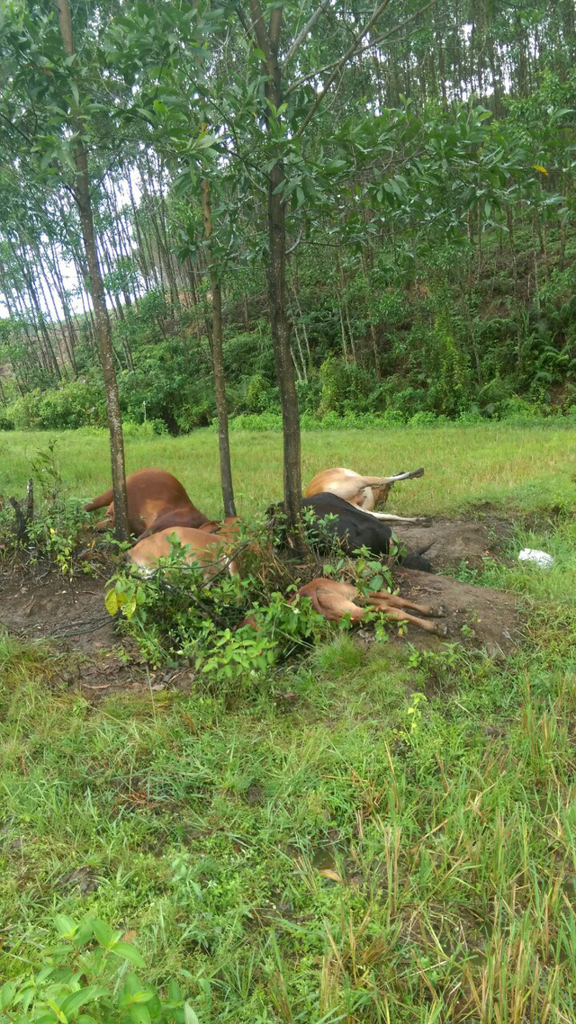 Tin tức - Tin tức thời sự 24h mới nhất ngày 28/6/2018: 5 con bò đồng loạt bị sét đánh chết trên cánh đồng