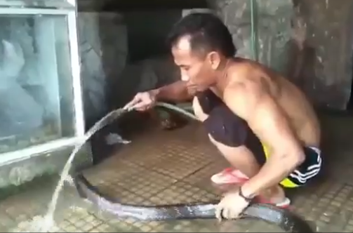 Tây Nguyên - Video: Rợn người cảnh nam thanh niên tắm, xỉa răng cho rắn khổng lồ