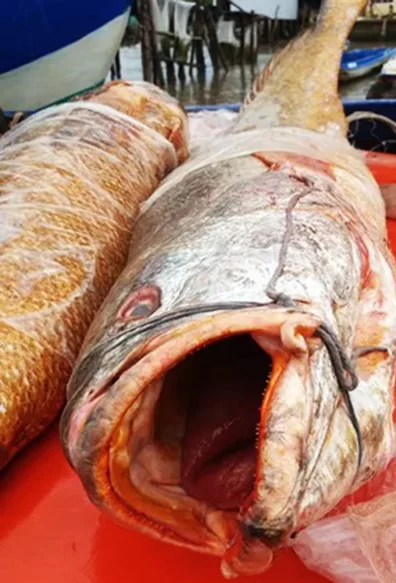 Tin trong nước - Nhiều người trả giá 70 triệu cặp cá sủ vàng 'khủng', ngư dân chưa chịu bán