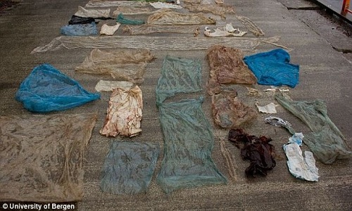Hiện trường - Túi ni nylon, rác thải đầy ắp trong dạ dày cá voi mắc cạn (Hình 2).