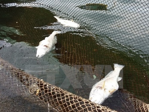 Hiện trường - Cá lại chết hàng loạt trên sông Âm tại tỉnh Thanh Hóa