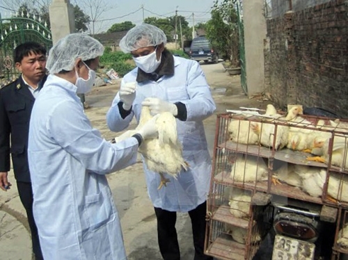Tin trong nước - Sau Quảng Ninh, tiếp đến Đắk Nông xuất hiện ổ dịch cúm H5N1