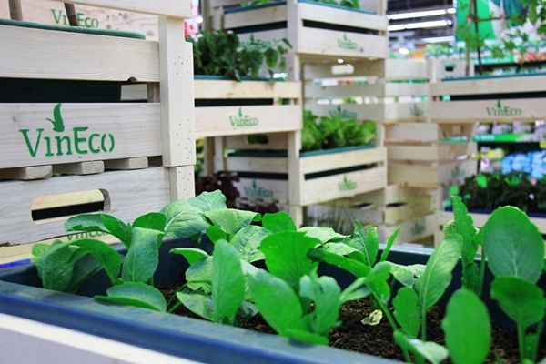 Kinh nghiệm mua hàng - VinEco: Công nghệ trồng rau siêu sạch (Hình 2).