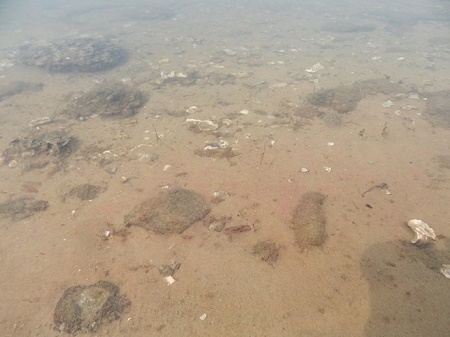 Tin trong nước - Lấy mẫu 'dải nước màu đỏ' ở ven biển Lăng Cô để xét nghiệm (Hình 2).