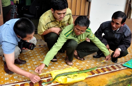 Tin trong nước - Bình Định: Hàng chục người bị rắn lục đuôi đỏ cắn nhập viện