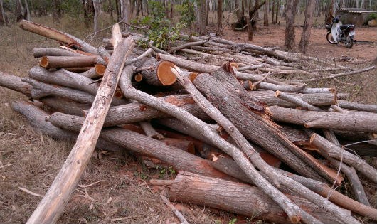 Pháp luật - Đình chỉ vụ án dọn cây sau bão bị kết tội phá rừng