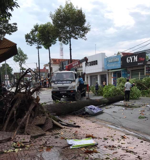 Tin tức - Đồng Nai: Mưa lớn kèm lốc xoáy khiến hàng loạt cây xanh, cột điện gãy đổ