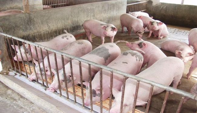 Tin tức - Giá lợn hơi bật tăng trở lại, lên tới 42.000 đồng/kg