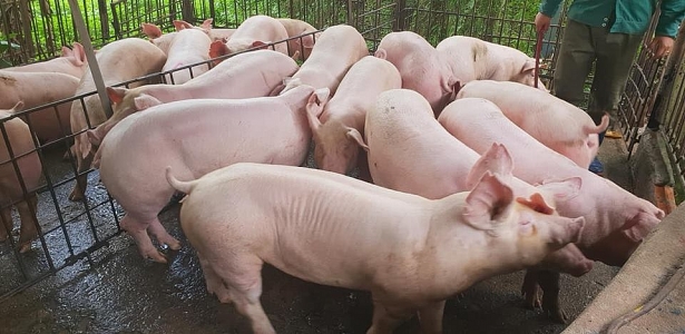 Tin tức - Giá lợn hơi hôm nay 14/8: Miền Bắc giảm tới 3.000 đồng/kg