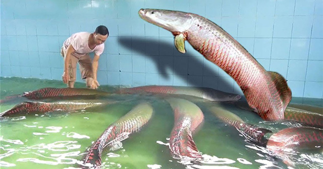 Tin tức - Thú chơi ngốn 'tiền tấn' của đại gia Việt: Rước thủy quái lớn nhất thế giới về thả ao chơi 