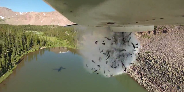 Tin thế giới - Video: Độc đáo cảnh máy bay Mỹ thả ào ạt hàng triệu con cá xuống hồ trên núi