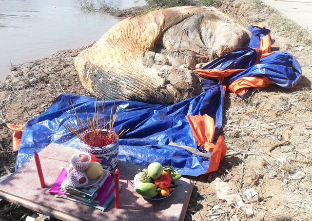 Tin tức - Đi bắt ốc, phát hiện xác cá voi hơn 10 tấn trôi dạt vào vùng biển Bạc Liêu
