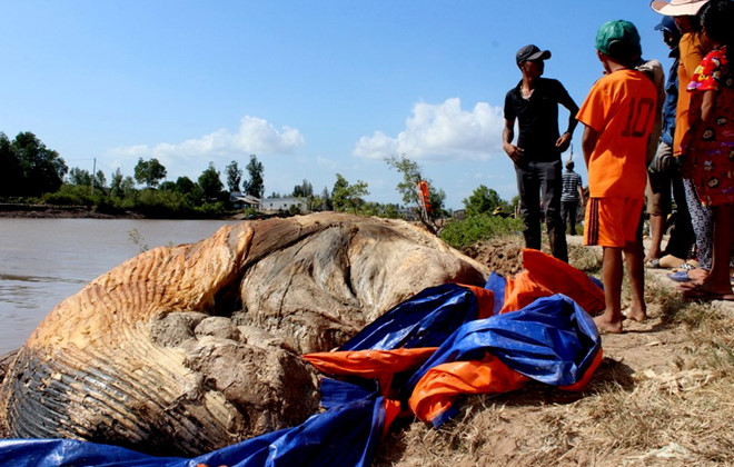 Tin tức - Đi bắt ốc, phát hiện xác cá voi hơn 10 tấn trôi dạt vào vùng biển Bạc Liêu (Hình 2).