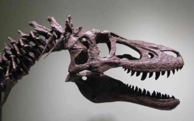 Kinh doanh - Hóa thạch khủng long độc nhất thế giới được rao bán với giá gần 70 tỷ đồng