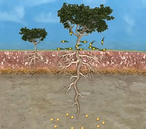 Đời sống - Sự thật về loài cây có thể 'mọc' ra vàng tại Việt Nam (Hình 2).