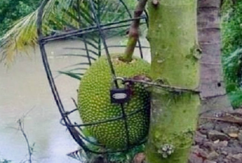 Cộng đồng mạng - “Cười té ghế” với 1.001 chiêu chống trộm trái cây chỉ có ở Việt Nam (Hình 5).