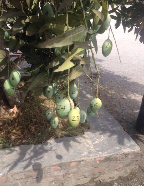 Cộng đồng mạng - “Cười té ghế” với 1.001 chiêu chống trộm trái cây chỉ có ở Việt Nam