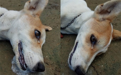 Cộng đồng mạng - Xúc động hình ảnh chú chó bị trộm đầu độc, rớt nước mắt khi hấp hối
