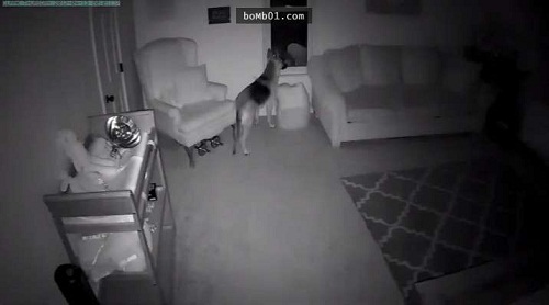 Bố mẹ đứng hình khi xem camera ghi lại cảnh chú chó đi vào phòng em bé lúc  2 giờ sáng