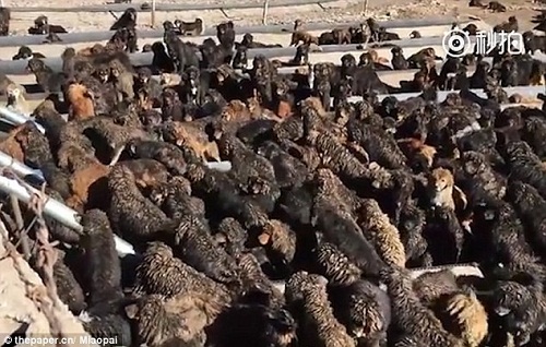 Đời sống - Quan vào tù, hàng nghìn chó ngao Tây Tạng bị bỏ rơi