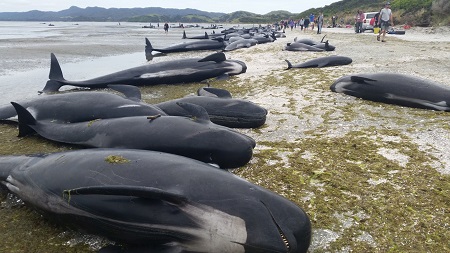 Tin thế giới - Kỳ lạ hiện tượng hàng trăm chú cá voi “tự sát” ở New Zealand