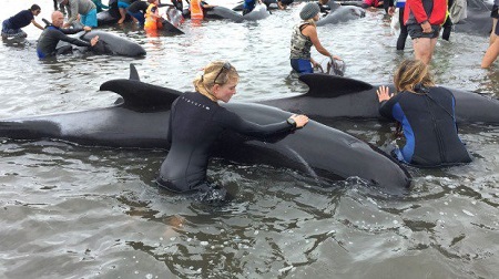 Tin thế giới - Kỳ lạ hiện tượng hàng trăm chú cá voi “tự sát” ở New Zealand (Hình 2).