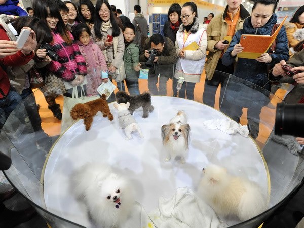 Tin tức - Người Trung Quốc chi hàng tỷ đô mỗi năm để chăm sóc thú cưng 