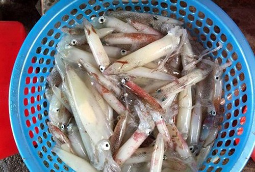 Tin tức - Hà Tĩnh: Mực và cá lồng ở cảng Vũng Áng chết do thiếu ôxy
