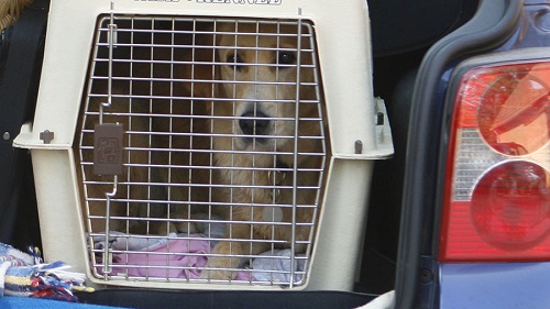 Tin thế giới - Làm chết 30 chú chó trong xe tải, chủ sở hữu đối mặt 90 năm tù 