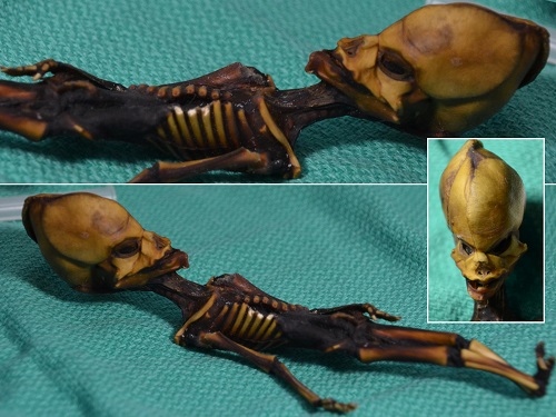Tin thế giới - Giải mã bí ẩn của ‘bộ xương người ngoài hành tinh’ tìm thấy 15 năm trước (Hình 2).