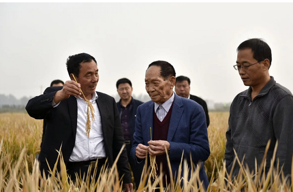 Tin thế giới - Các nhà khoa học Trung Quốc đã biến sa mạc ở Dubai thành đồng lúa như thế nào?