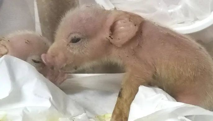 Tin thế giới - Trung Quốc: Lợn con lai khỉ lần đầu tiên được sinh ra