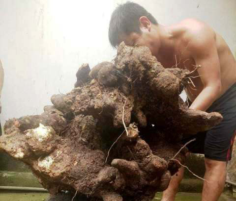 Tin tức - Kỳ lạ: Người dân đào được củ khoai vạc khổng lồ 73kg ở Hà Tĩnh