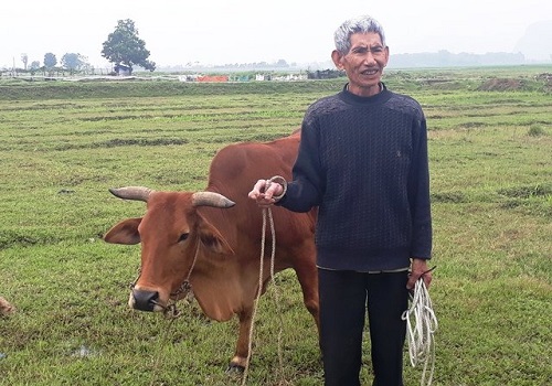 Tin tức - Chỉ có ở Thanh Hóa: Chăn trâu bò phải đóng phí cỏ