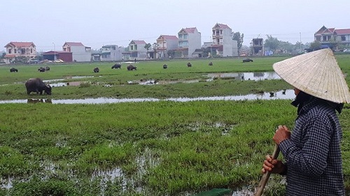 Tin tức - Chỉ có ở Thanh Hóa: Chăn trâu bò phải đóng phí cỏ (Hình 2).