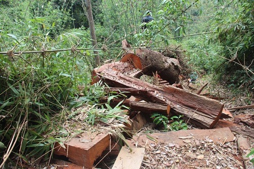 Tin tức - Quảng Nam: Xử lý kỷ luật, cách chức hàng loạt cán bộ kiểm lâm để mất rừng