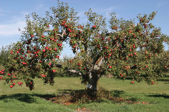 Tin thế giới - Cận cảnh vườn táo cổ 300 tuổi đẹp như thiên đường tại Mỹ (Hình 2).