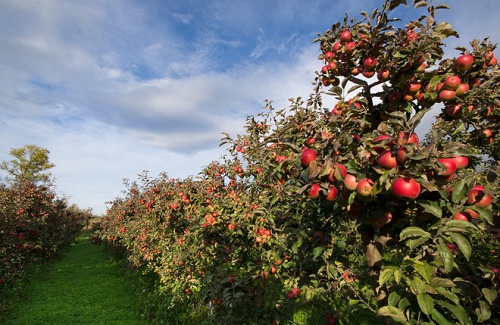 Tin thế giới - Cận cảnh vườn táo cổ 300 tuổi đẹp như thiên đường tại Mỹ