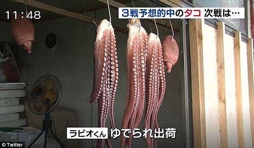 Tin tức - Bạch tuộc 'tiên tri' World Cup 2018 của Nhật bản bị làm thịt bán ngoài chợ (Hình 2).