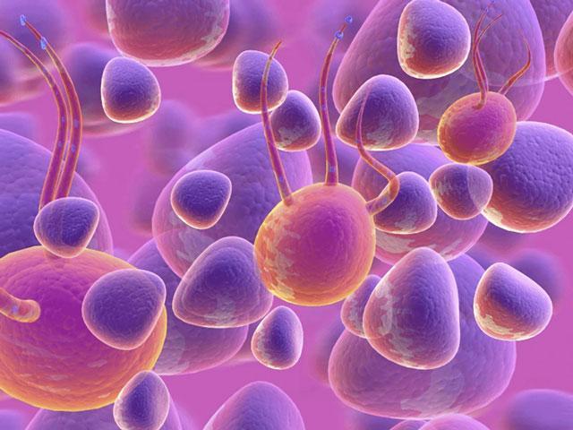 Sức khoẻ - Làm đẹp - Cấy tế bào gốc: Liệu pháp mới trong quá trình điều trị ung thư