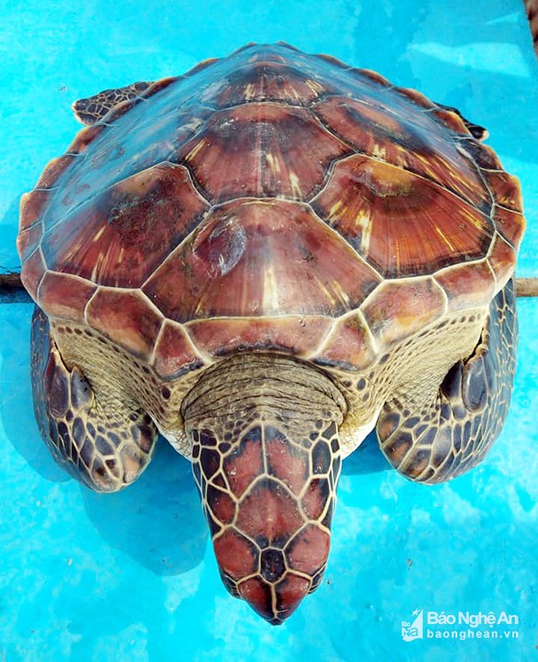 Tin tức - Cận cảnh rùa biển quý hiếm nặng 8kg sa lưới ngư dân
