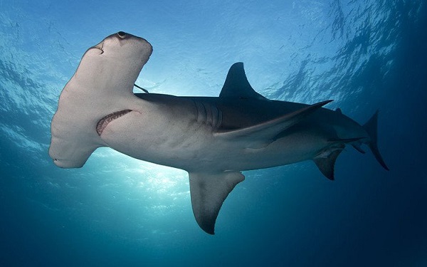 Đời sống - Vén màn bí ẩn: Cá mập đầu búa có cái “búa” để làm gì?