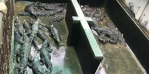 Đời sống - Chui vào chuồng đầy cá sấu, bé gái 2 tuổi bị cắn chết thương tâm