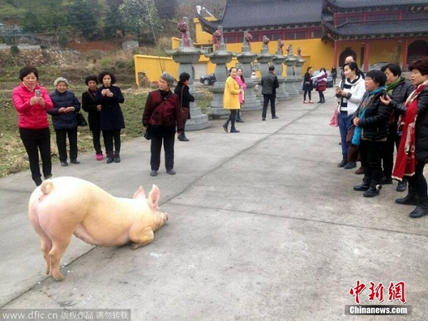 Cộng đồng mạng - Clip chú lợn quỳ gối hàng tiếng đồng hồ trước cửa chùa khi bị bắt tới lò mổ khiến dân mạng 'dậy sóng' (Hình 2).