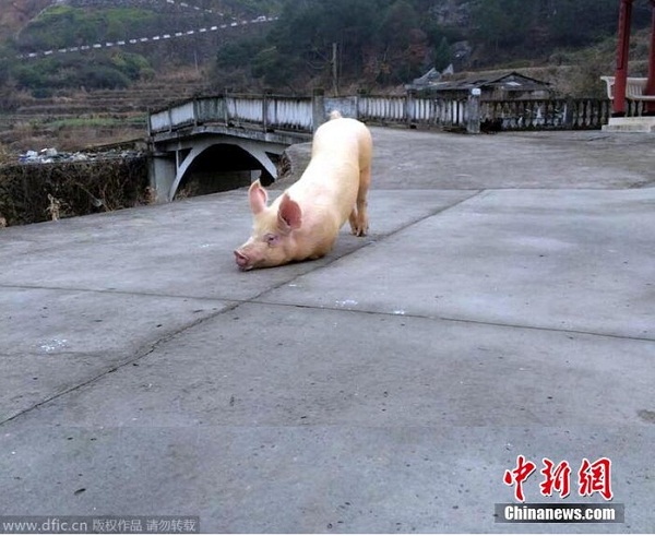 Cộng đồng mạng - Clip chú lợn quỳ gối hàng tiếng đồng hồ trước cửa chùa khi bị bắt tới lò mổ khiến dân mạng 'dậy sóng'