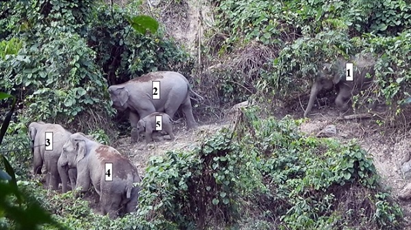 Tin trong nước - Lần đầu phát hiện cá thể voi con khoảng 1 tuổi tại Quảng Nam
