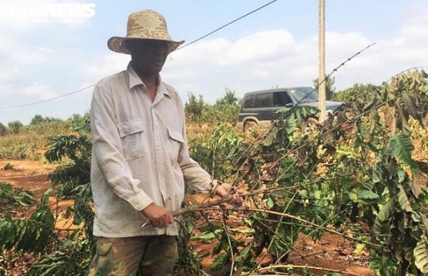 Tin trong nước - Xử lý vụ gần 2.000 cây cà phê sắp thu hoạch ở Gia Lai bị chặt hạ trong đêm
