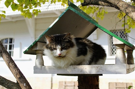 Tin thế giới - Những chú mèo 'gây sốt' khi được nhận làm 'nhân viên' tại bảo tàng Nga 