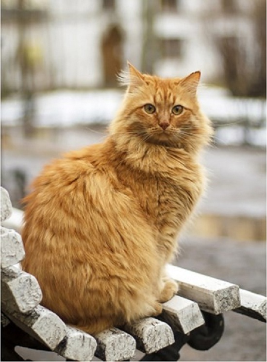 Tin thế giới - Những chú mèo 'gây sốt' khi được nhận làm 'nhân viên' tại bảo tàng Nga (Hình 10).